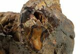 Triassic-Age Petrified Wood Log - Madagascar #379262-3